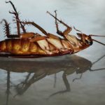 Cockroach extermination also known as cockroach extermination