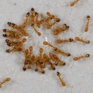 Pharaoh ant extermination