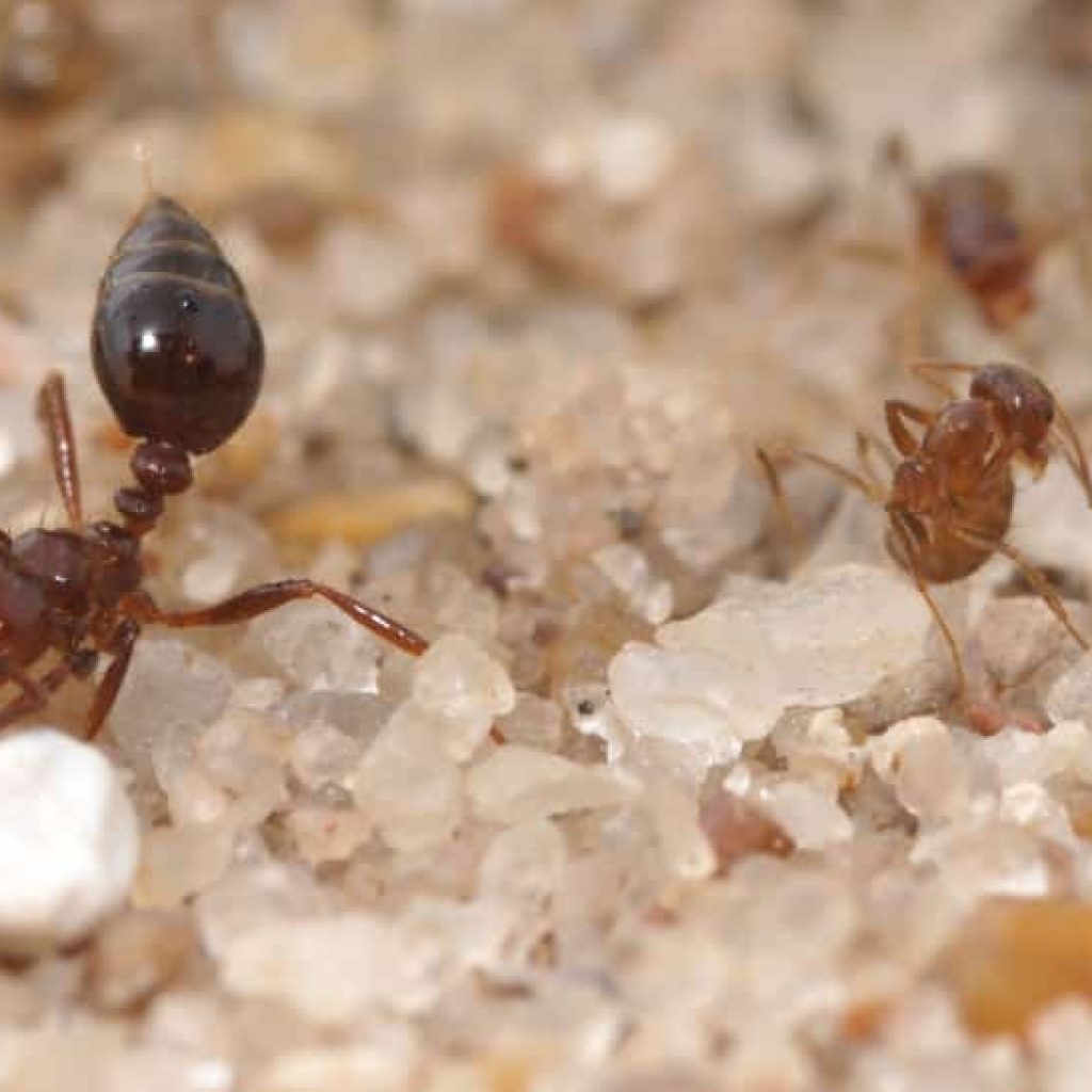 Ant-domestic-odor Ant-domestic-odor
