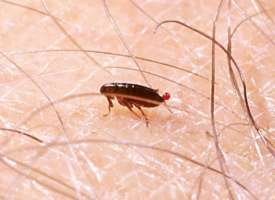 Flea extermination