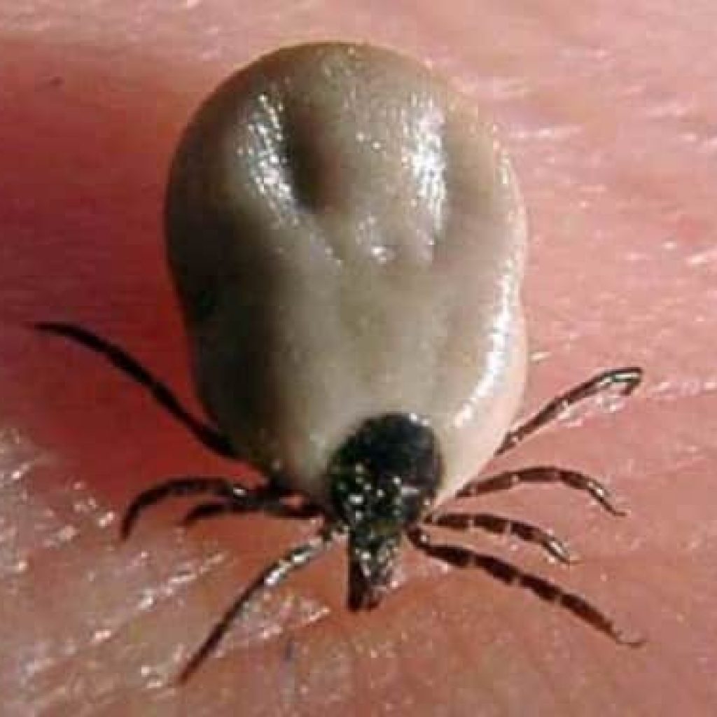 Tick Extermination
