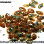 les punaises de lit