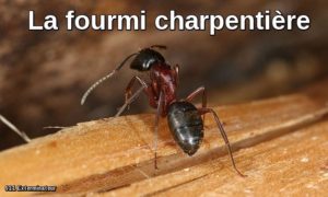 Carpenter ant extermination