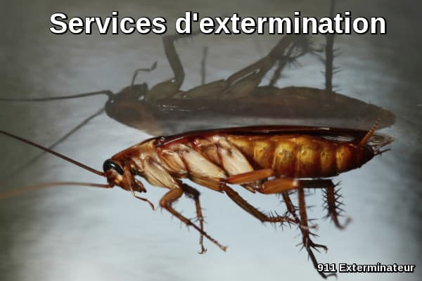 Extermination services