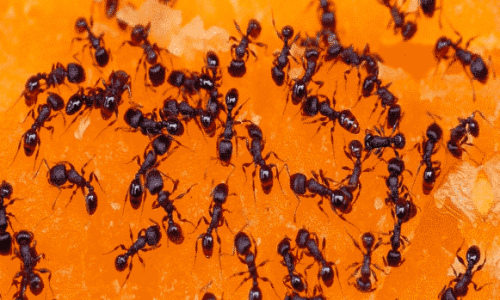 Ant extermination