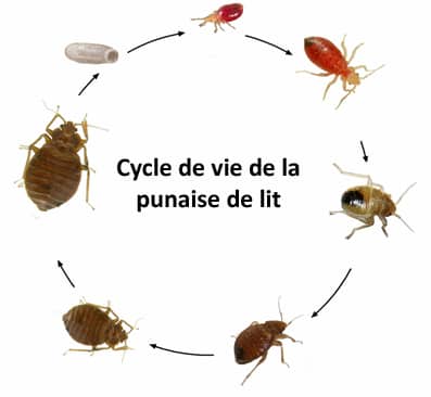 Bed bug morphology