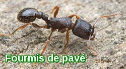 Pavement ants