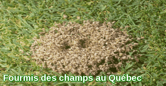 Field ants in Quebec