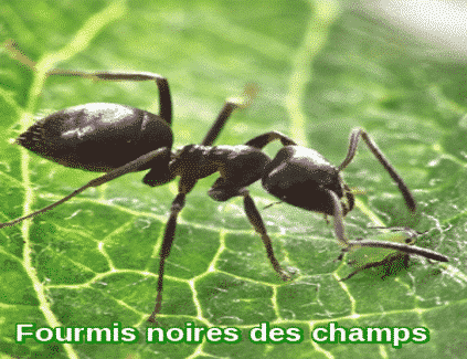 Black field ants