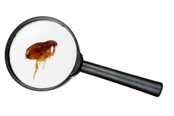 Flea Identification